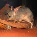They Really Need Eyeglasses on Random Things About Bilby, Officially Cutest Animal You've Probably Never Heard Of
