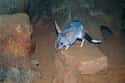 Bilbies Are Too Hawt To Fear Fire on Random Things About Bilby, Officially Cutest Animal You've Probably Never Heard Of