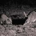 The Glamorous Bilby Only Lives In Burrow-Mansions on Random Things About Bilby, Officially Cutest Animal You've Probably Never Heard Of