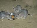 They Love The Night Life on Random Things About Bilby, Officially Cutest Animal You've Probably Never Heard Of