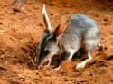 They Really Need Their Me Time on Random Things About Bilby, Officially Cutest Animal You've Probably Never Heard Of