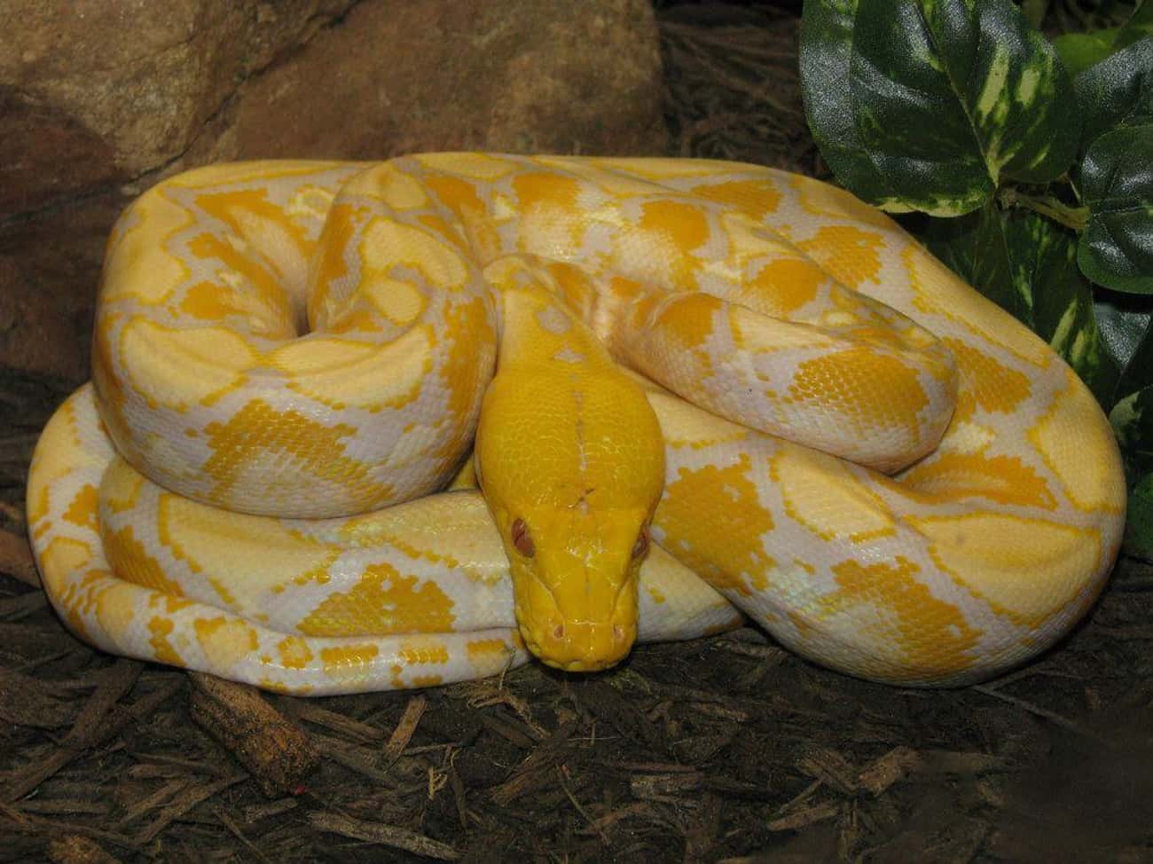 Many Snakes Claimed To Be Banana – But None Actually Were
