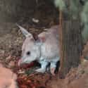 Bilbies Don't Need To Drink Water Like Other Supermodels on Random Things About Bilby, Officially Cutest Animal You've Probably Never Heard Of