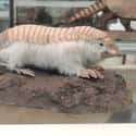They're Sold On The Black Market As Pets on Random Things Most People Don't Know About Pink Fairy Armadillos