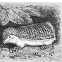 They Might Be Endangered on Random Things Most People Don't Know About Pink Fairy Armadillos
