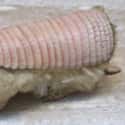 Their Delicate Shell Gives Them Their Distinctive Hue on Random Things Most People Don't Know About Pink Fairy Armadillos