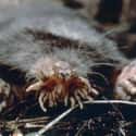 They're Nearly Blind on Random Facts About Star-Nosed Mole