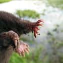 They Love Slimy Things on Random Facts About Star-Nosed Mole