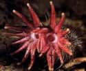 They Are Partially Aquatic And Love To Burrow on Random Facts About Star-Nosed Mole