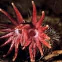 They Are Partially Aquatic And Love To Burrow on Random Facts About Star-Nosed Mole