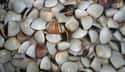 Asiatic Clams on Random Wild Animals That Cause Serious Problems In Florida