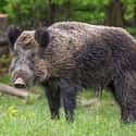 Wild Boar on Random Wild Animals That Cause Serious Problems In Florida