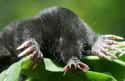 They Devour Their Prey Outrageously Fast on Random Facts About Star-Nosed Mole