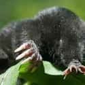 They Devour Their Prey Outrageously Fast on Random Facts About Star-Nosed Mole