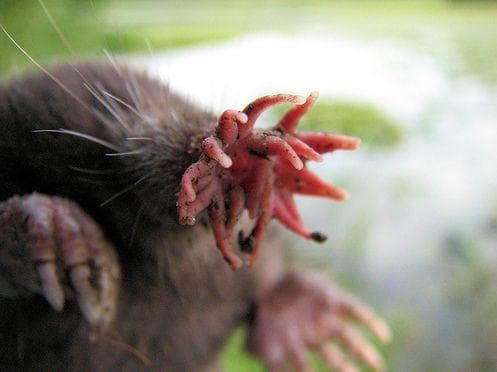 Random Facts About Star-Nosed Mole