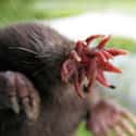 Their Nose Tentacles - Or Rays - Are Extremely Sensitive on Random Facts About Star-Nosed Mole