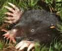 Their Tentacles Act As Eyes on Random Facts About Star-Nosed Mole
