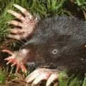 Their Tentacles Act As Eyes on Random Facts About Star-Nosed Mole
