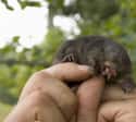 They Are Extremely Small on Random Facts About Star-Nosed Mole