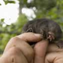 They Are Extremely Small on Random Facts About Star-Nosed Mole