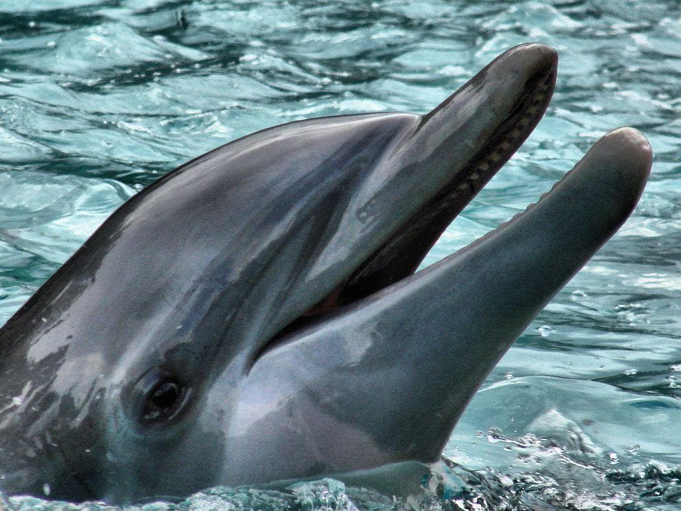 He Said He Once Went Looking For Coke At A Backwoods Trailer Park With A Woman Who Wrote Ocean-Themed Poetry About Him