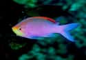 That's Mr. Pseudanthias Tuka To You on Random Vibrant Rainbow Animals That Most People Don't Realize Exist