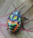 Don't Call A Rainbow Shield Bug Yellow-Bellied on Random Vibrant Rainbow Animals That Most People Don't Realize Exist