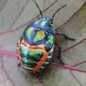 Don't Call A Rainbow Shield Bug Yellow-Bellied on Random Vibrant Rainbow Animals That Most People Don't Realize Exist