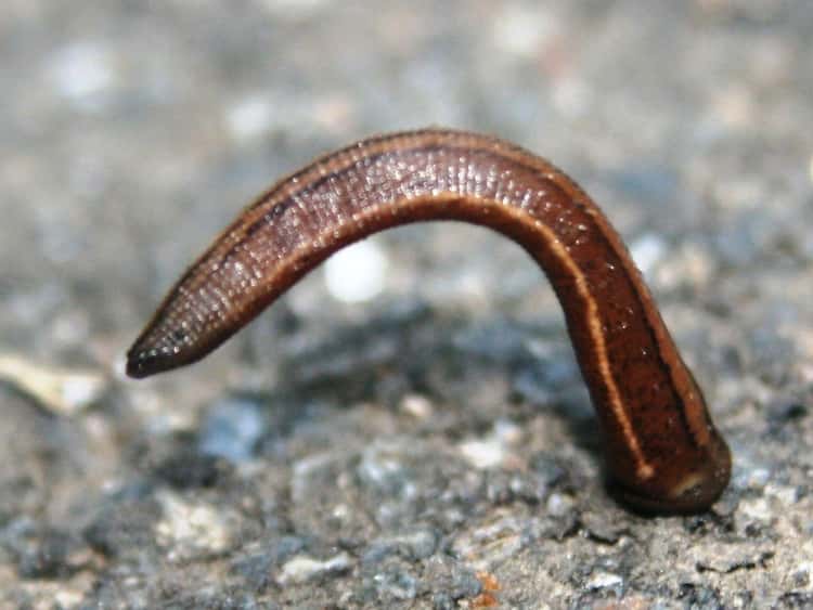 Leeches: Good Guys with a Bad Rap