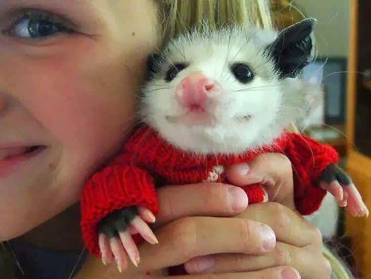 18 Cute Possums Who Nailed The Art of Adorable (Photos)