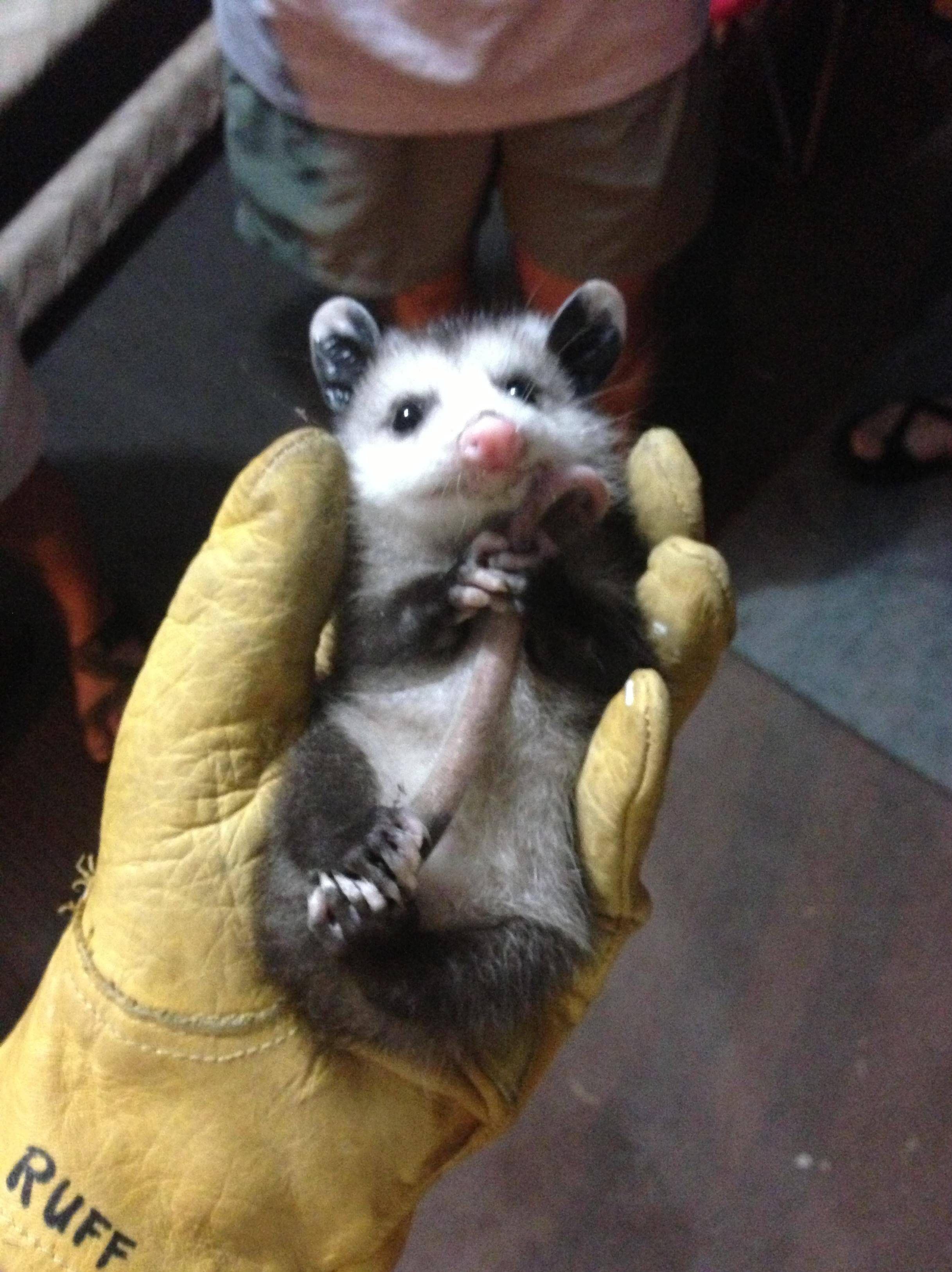 18 Cute Possums Who Nailed The Art of Adorable (Photos)