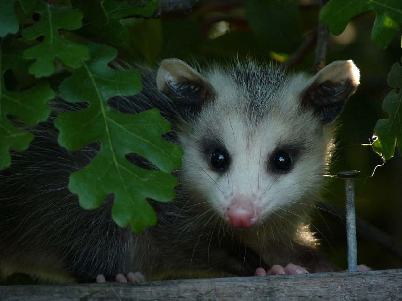 Just When You Though You Were Alone, Stealth Possum Was Watching