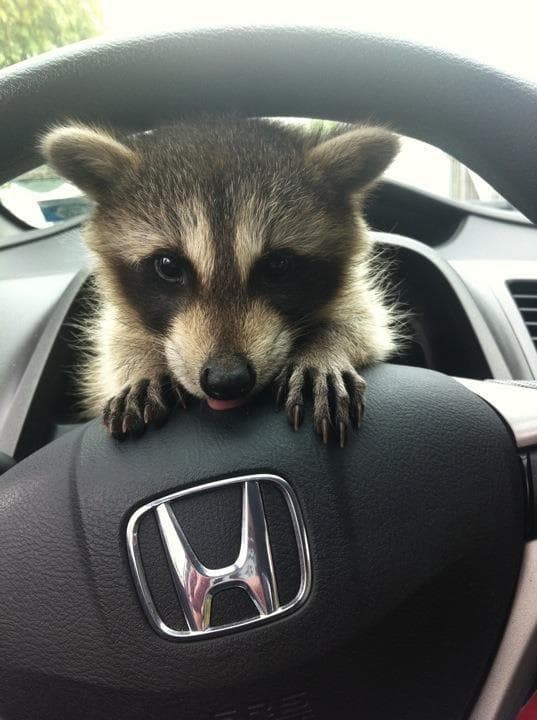 16 Raccoons Cute Enough To Negate Your Fear Of Rabies (Photos)