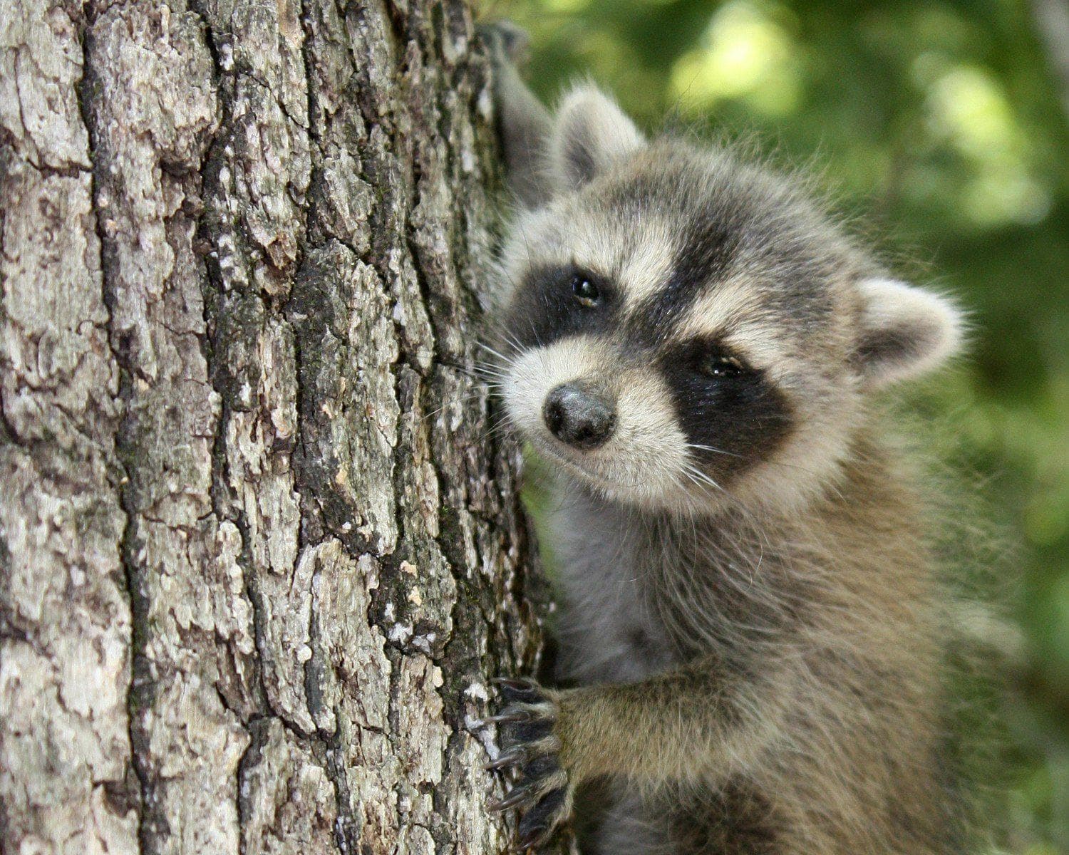16 Raccoons Cute Enough To Negate Your Fear Of Rabies (Photos)