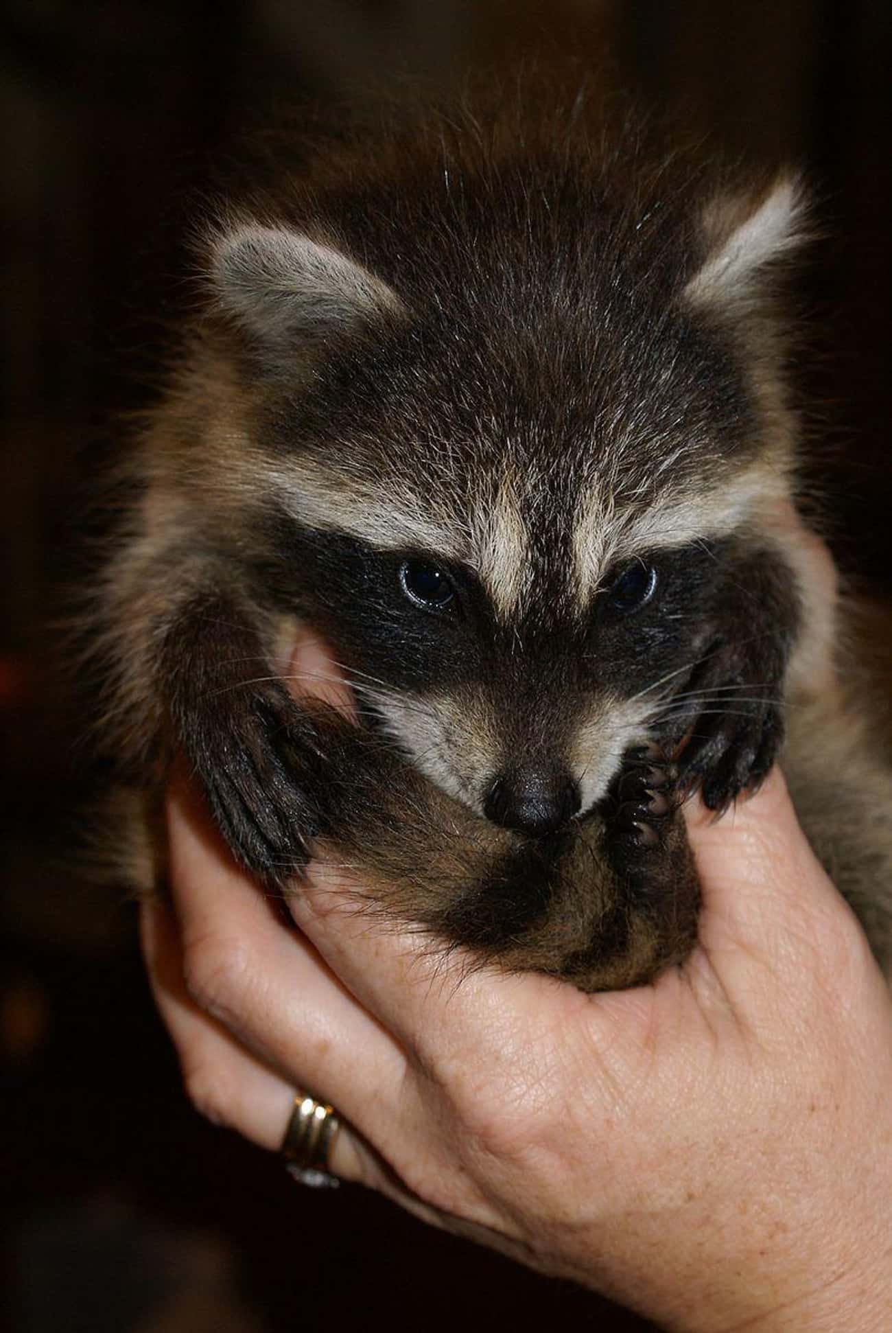 The World's Cutest Baby Raccoon