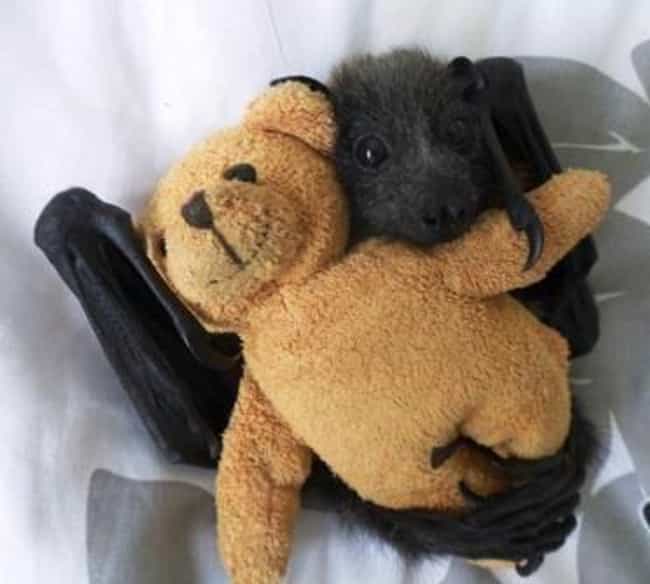 baby bat