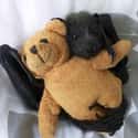 Just Chillin' With My Bear on Random Bats That Prove They're Adorable Instead Of Terrifying