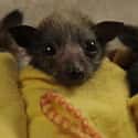 Where's My Bottle? on Random Bats That Prove They're Adorable Instead Of Terrifying