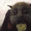 Grapes Everywhere Tremble At Her Name on Random Bats That Prove They're Adorable Instead Of Terrifying