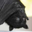 Who Dares Disturb My Slumber? on Random Bats That Prove They're Adorable Instead Of Terrifying