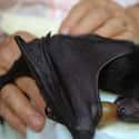 Nom Nom Nom on Random Bats That Prove They're Adorable Instead Of Terrifying