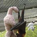 Hangin' Out With A Buddy on Random Bats That Prove They're Adorable Instead Of Terrifying
