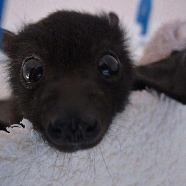 19 Cute Bats Who Are Adorable Enough To Erase Your Fear (Photos)