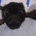 Look Into My Inexcusably Adorable Eyes on Random Bats That Prove They're Adorable Instead Of Terrifying