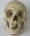 Human Skull on Random Weird Oddities Found At Pompeii That Aren't Bodies
