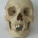 Human Skull on Random Weird Oddities Found At Pompeii That Aren't Bodies