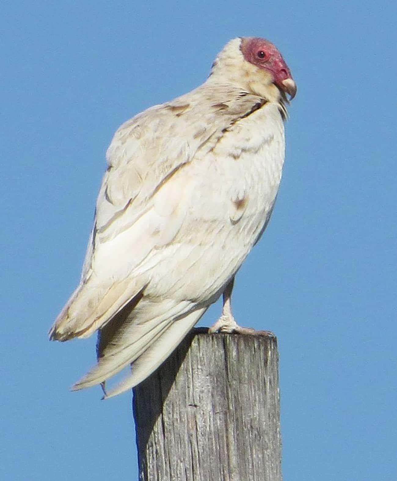 Птица альбинос Альбатрос