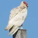 A Leucistic Turkey Vulture Is Nothing To Mess With on Random Mind-Blowing Photos Of Half Albino (AKA Leucistic) Animals