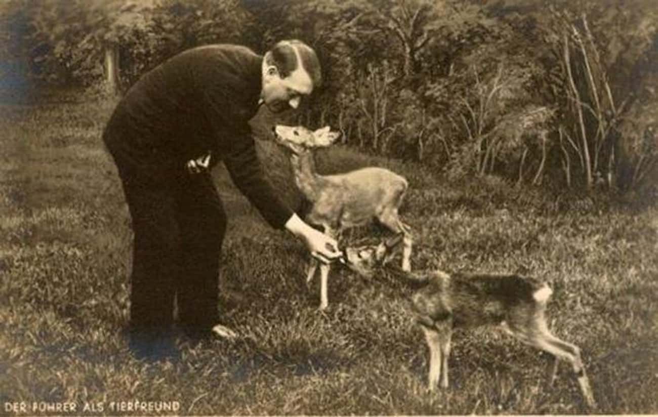 Blondi Was A Propaganda Tool – She Helped The Führer Pass Himself Off As An Animal Lover (Which It Seems Like He Actually Was)