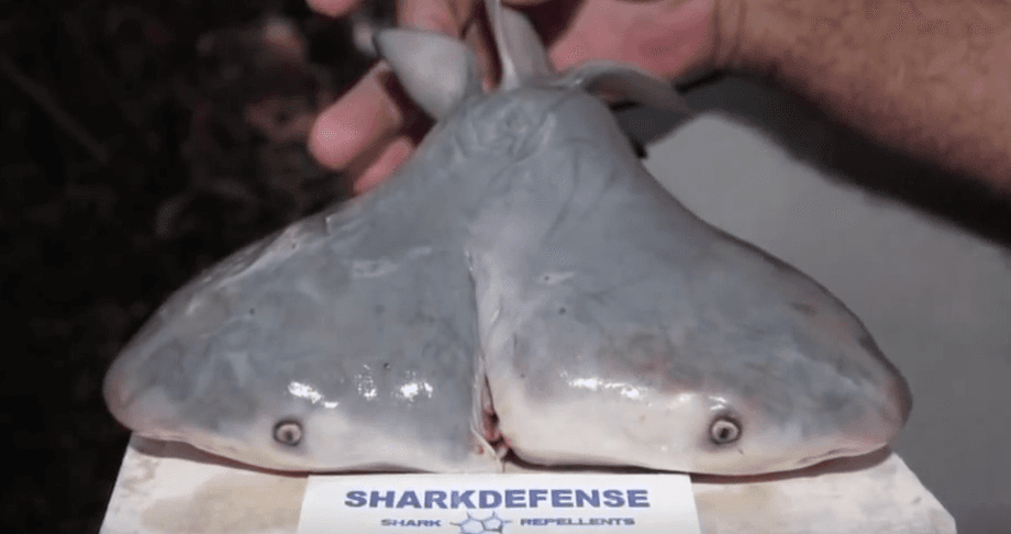 Image of Random Curious Emergence Of Two-Headed Sharks